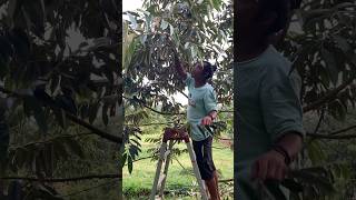 Pruning / pemangkasan dahan durian bertahap pada durian montong di kebun SDTFARM #pruningdurian