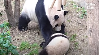 Прилипчивого детеныша панды пощечину его мама (часть 2) | Криттер Клуб