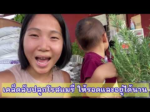 วิธีดูแลต้นโรสแมรี่ ให้รอด อยู่ได้นาน ปราศจากเชื้อรา รากเน่า ...