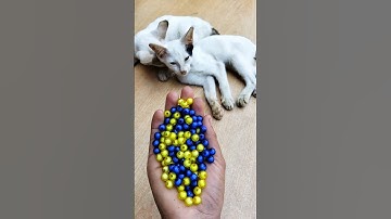 🌈 ASMR Beads Rain 🧶 Reverse Cat#shorts #cat #beads #asmr #satisfyingvideo