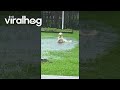 Unbothered Eddie Lays Down in a Puddle || ViralHog