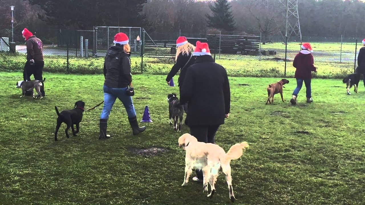 Weihnachtsformation 2014 Hundeschule 4 Pfoten 