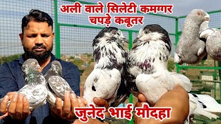 Download lagu जुनैद भाई के घर का शौक महोदा  kamaggar  ali Bale or chpde Kabootar #youtube #viral #trending 