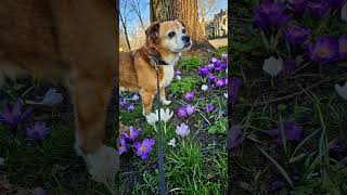 spring back please