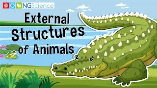External Structures of Animals