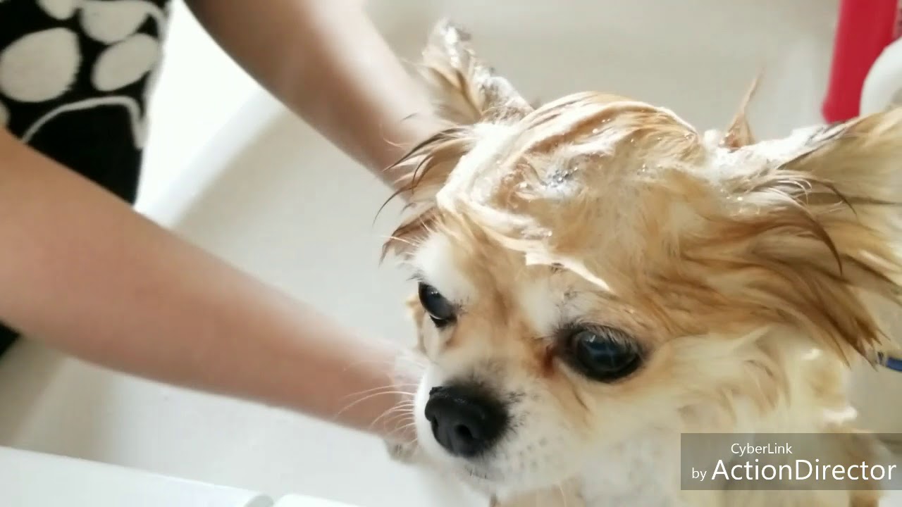 洗面所で簡単 チワワのシャンプー Chihuahua Shampoo Youtube