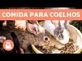 Alimentação de coelhos - filhote, jovem, adulto e idoso