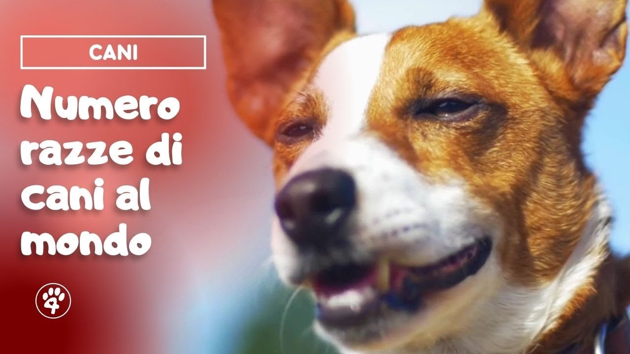Quante razze di cani esistono al mondo? Tutti i numeri su Fido YouTube Quante razze di cani esistono al mondo? Tutti i numeri su Fido YouTube