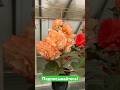 Клубневые бегонии-гиганты #begonia #бегонии