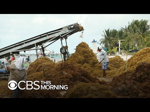 Massive waves of toxic seaweed inundate Yucatan Peninsula beaches