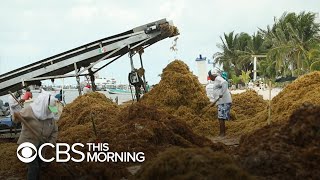 Massive waves of toxic seaweed inundate Yucatan Peninsula beaches