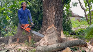 : Cutting down 2 old trees next to house !!