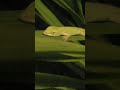 baby lizard sleeping on leaf