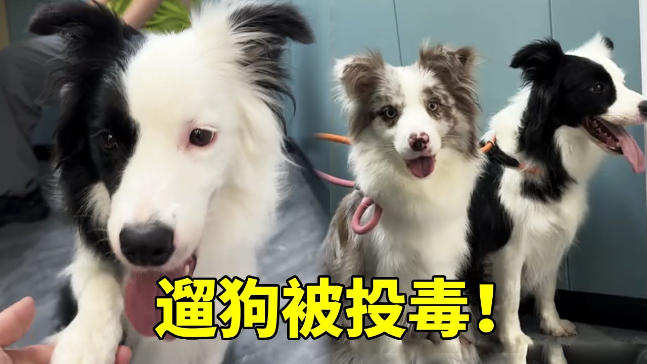 上门遛狗遭遇职业生涯滑铁卢！2只可爱小狗正散步，好像被投毒了怎么办#疯铲姐妹