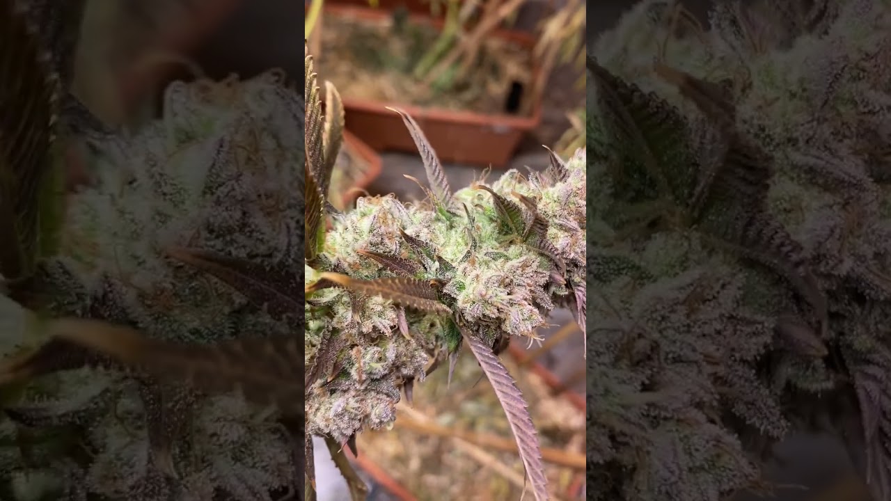 Champagne Pattie’s from skunkmasterflex