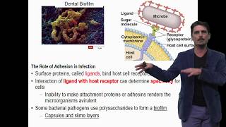 Features of Pathogens lecture for online BIOL 222