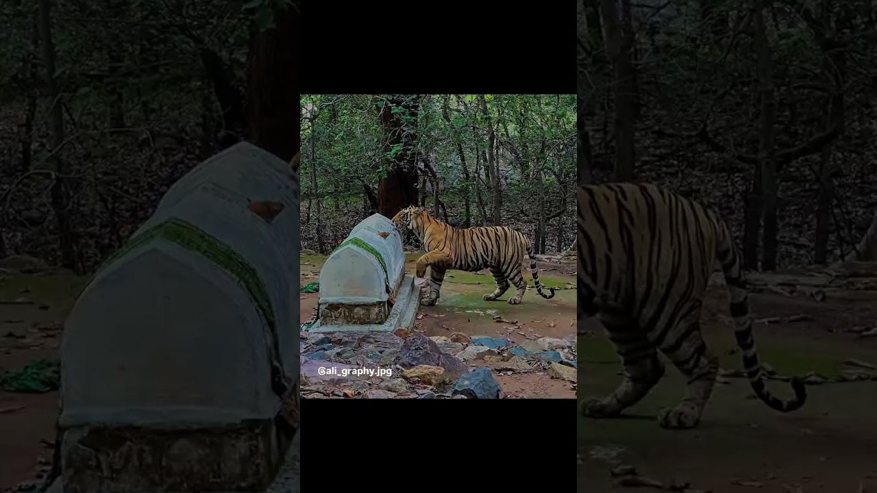 Tiger 🐅 At Dargah || In the silence of the jungle, he chose peace over power 