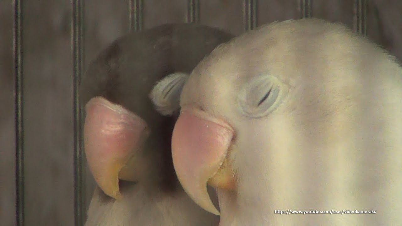 Lovebird Sounds (Duo) 4 Hour - Mauve Personata & Pastel Violet Fischeri