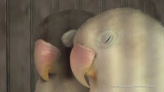 Lovebird Sounds (Duo) 4 Hour - Mauve Personata & Pastel Violet Fischeri