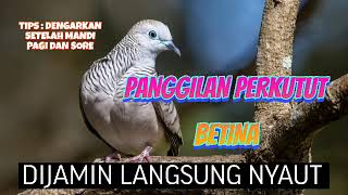 Panggilan Perkutut Lokal Betina Memanggil Jantan 