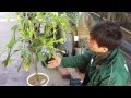 薬剤を使ったカイガラムシの駆除