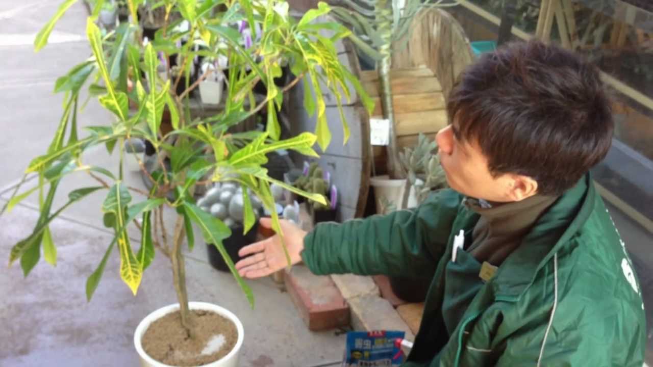 白い害虫 コナカイガラムシ を駆除せよ