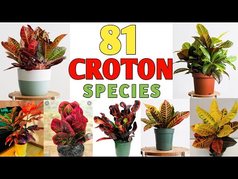 Video: Croton-variëteiten - Leer over verschillende soorten Croton-planten