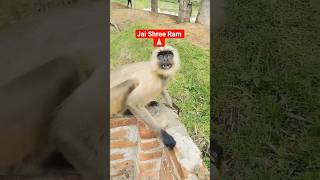 Jai Hanuman 🙏🏻 #monkey #hanuman #shortsfeed #shorts #trending #viral