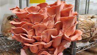 You Can Grow Beautiful Mushrooms And A Very Profitable Business Indoor Growing. Culinary Mushrooms