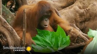 Young Orangutan's New Fashion Accessory Causes a Frenzy 👒 Orangutan Jungle School | Smithsonian