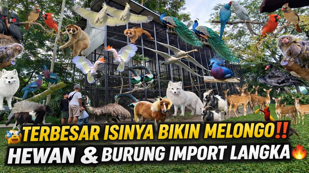 SIDAK GUDANG IMPORTIR BURUNG & HEWAN LANGKA TERBESAR DI PASAR PRAMUKA BERNILAI MILYARAN!
