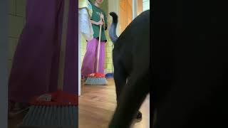 Cat Discovers Its Camera Reflection for First Time