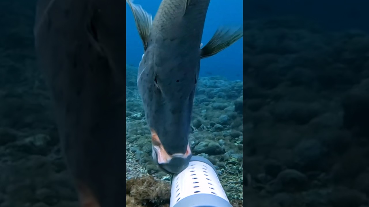 Did You Know Fish Can Completely Change Colour?!