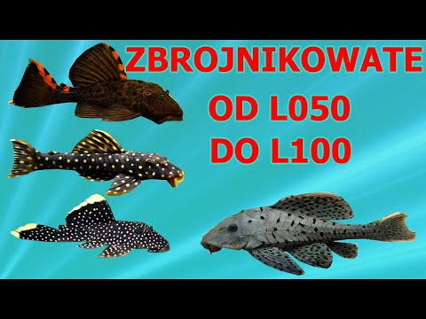 Zbrojnikowate od L050 do L100. Przegląd gatunków