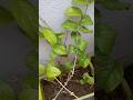 #மல்லிகை செடி அப்டேட்#jasmine plant update#shorts