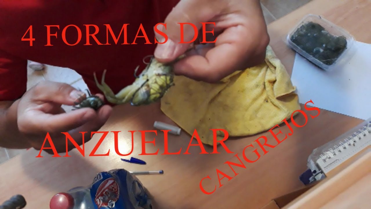 SURFCASTING, 4 FORMAS DE CEBAR CANGREJO PARA DORADA