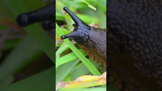 Celebrity Why Is My Yard Full of Slugs? Wealth