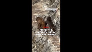 Punch the monkey has a new best friend