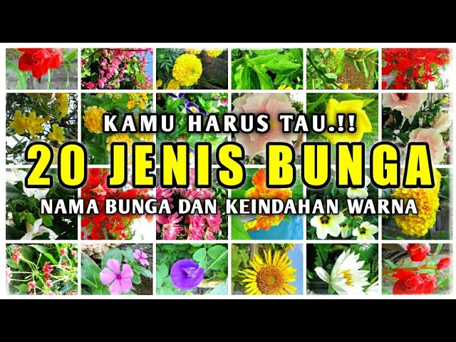 20 Jenis Bunga Yang Harus Kamu Tau, Nama Bunga Dan Keindahan Warna Nya -  YouTube