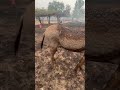 Burn Victim: South Georgia Fires Leave Donkey Charred &amp; Covered In Deep, Painful Bu... [STORY BELOW]