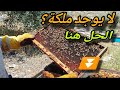 إنقاذ خلية نحل فقدت الملكة بدون دمج وبدون شراء ملكة