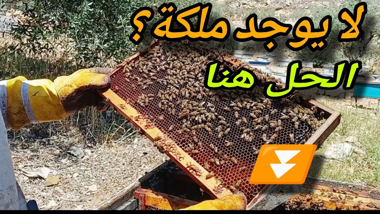 إنقاذ خلية نحل فقدت الملكة: بدون دمج وبدون شراء ملكة!