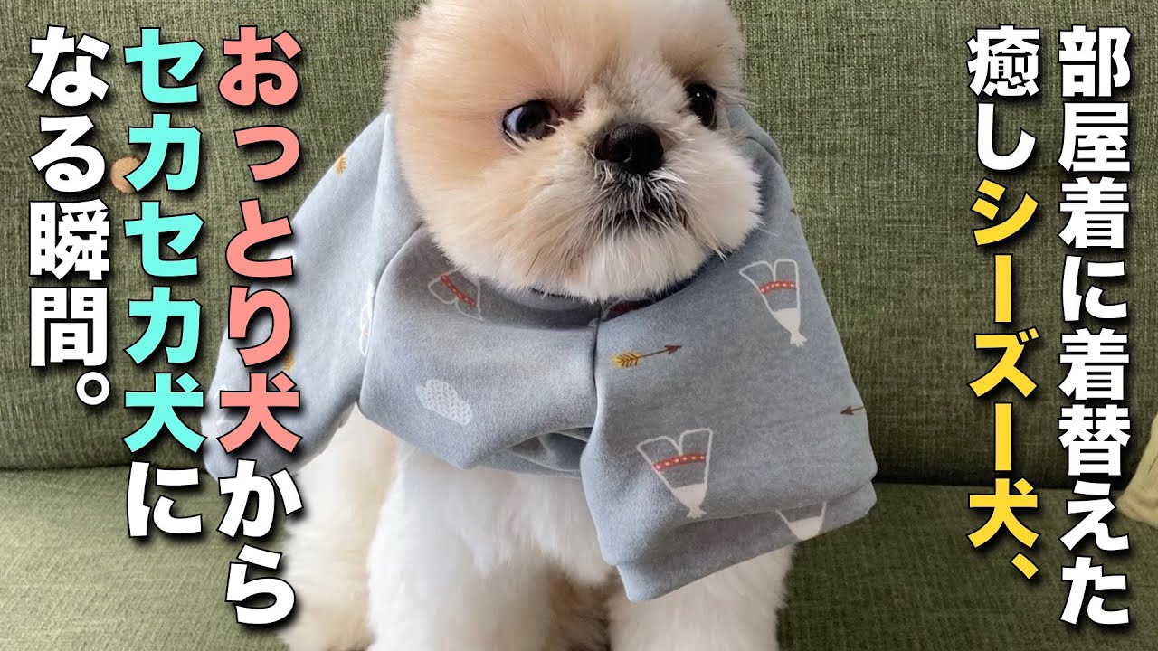 シーズー】シーズー犬て面白い・・・おっとり犬からセカセカ犬になる