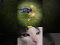 Best comment pin cat funny cute explore music trending cats viral shorts