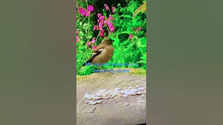 Kookaburra watching utube