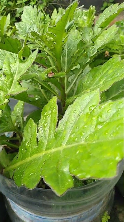 Pohon daun dewa