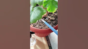 1 ТАБЛЕТКА НА ЛИТР ВОДЫ ДЛЯ КОМНАТНЫХ РАСТЕНИЙ, ЦВЕТОВ И РАССАДЫ ВЕСНОЙ НА ЦВЕТЕНИЕ И РОСТ 🌱🪴🌷