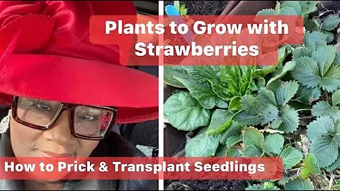 How To Prick & Transplant Seedlings, Plants To Gro...
