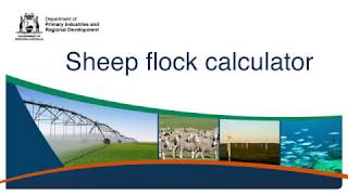 Sheep flock composition calculator | Department of Primary Industries and Regional Development screenshot 5