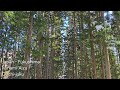 FS68 - Raining of snow melting #travel #japan #fukushima